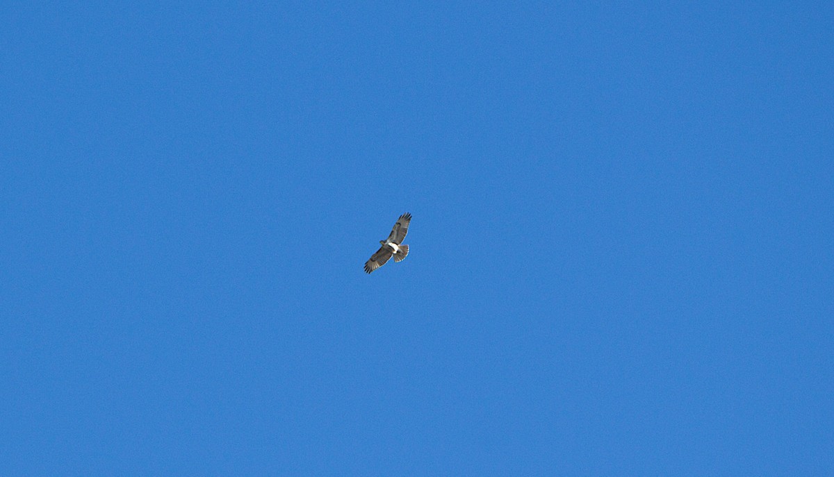 Red-tailed Hawk - ML650324339