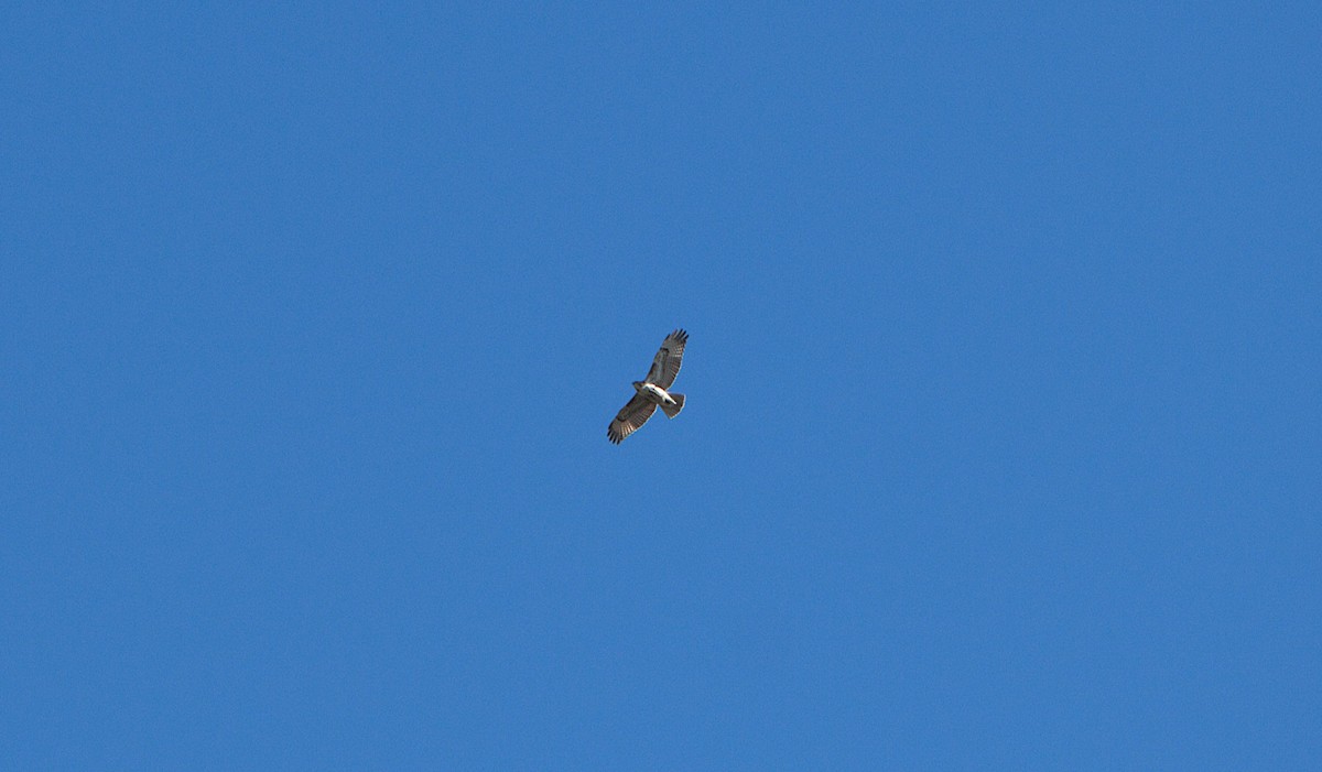 Red-tailed Hawk - ML650324340