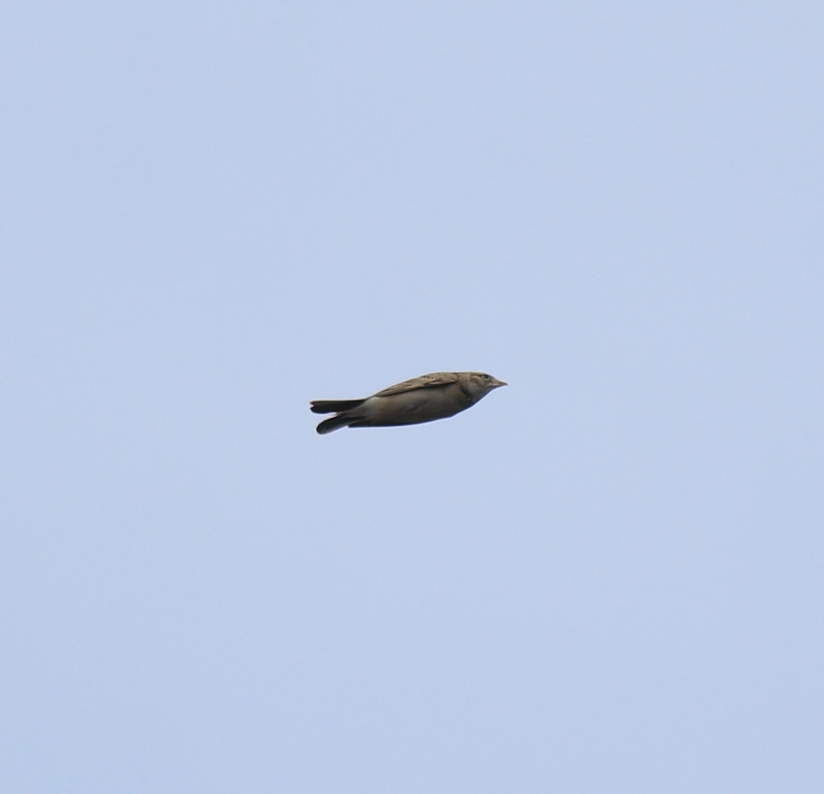 ヒメコウテンシ - ML650324349