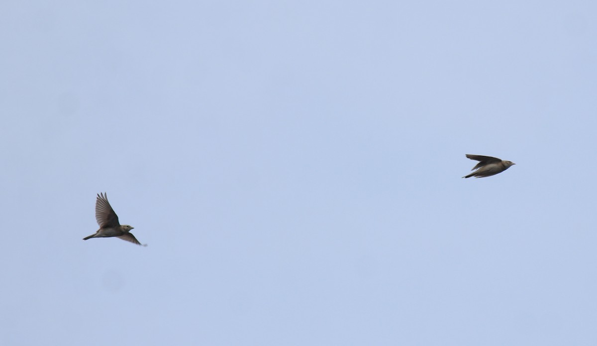 ヒメコウテンシ - ML650324350