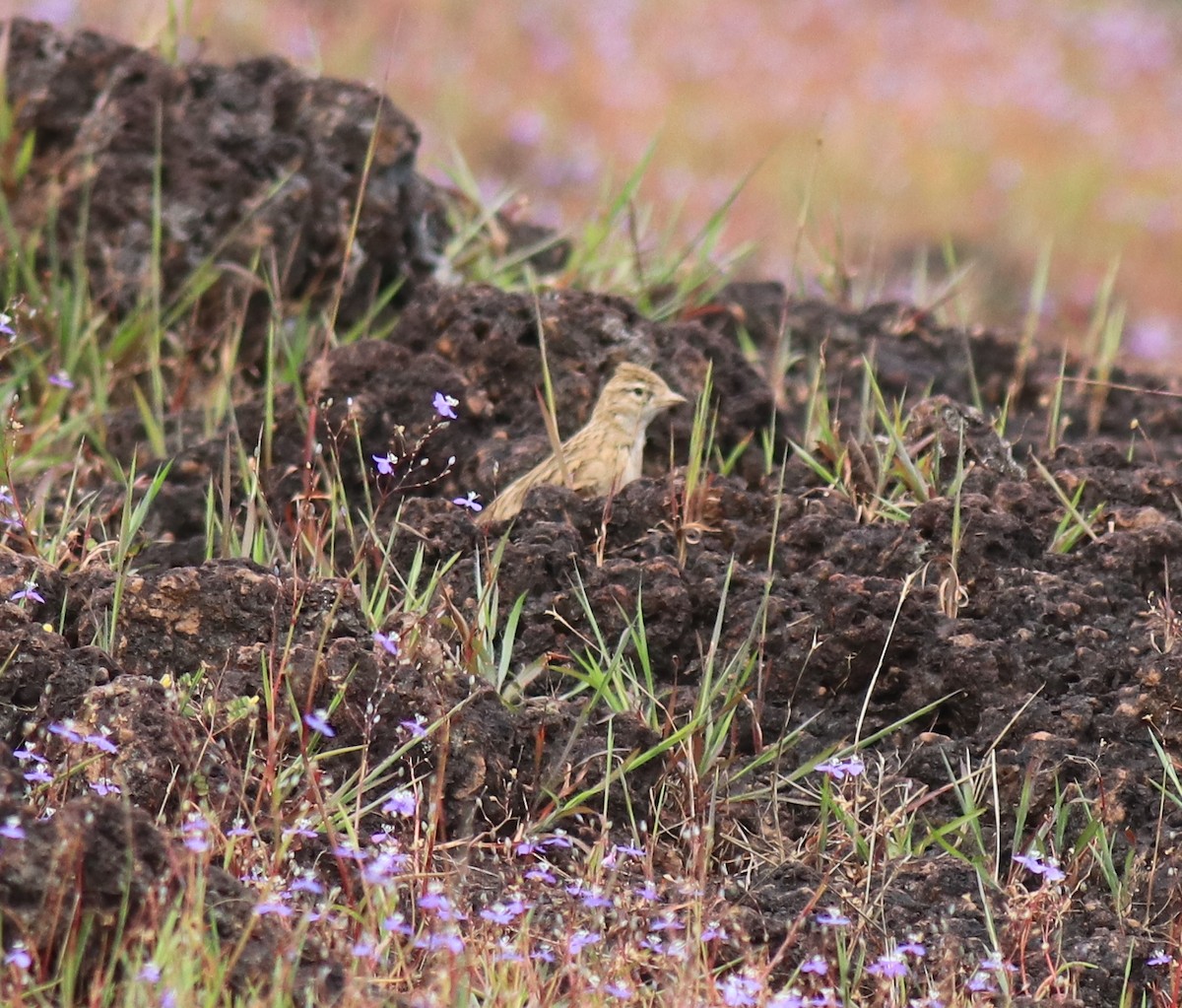 ヒメコウテンシ - ML650324351