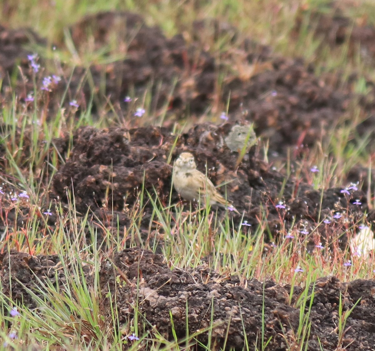 ヒメコウテンシ - ML650324352