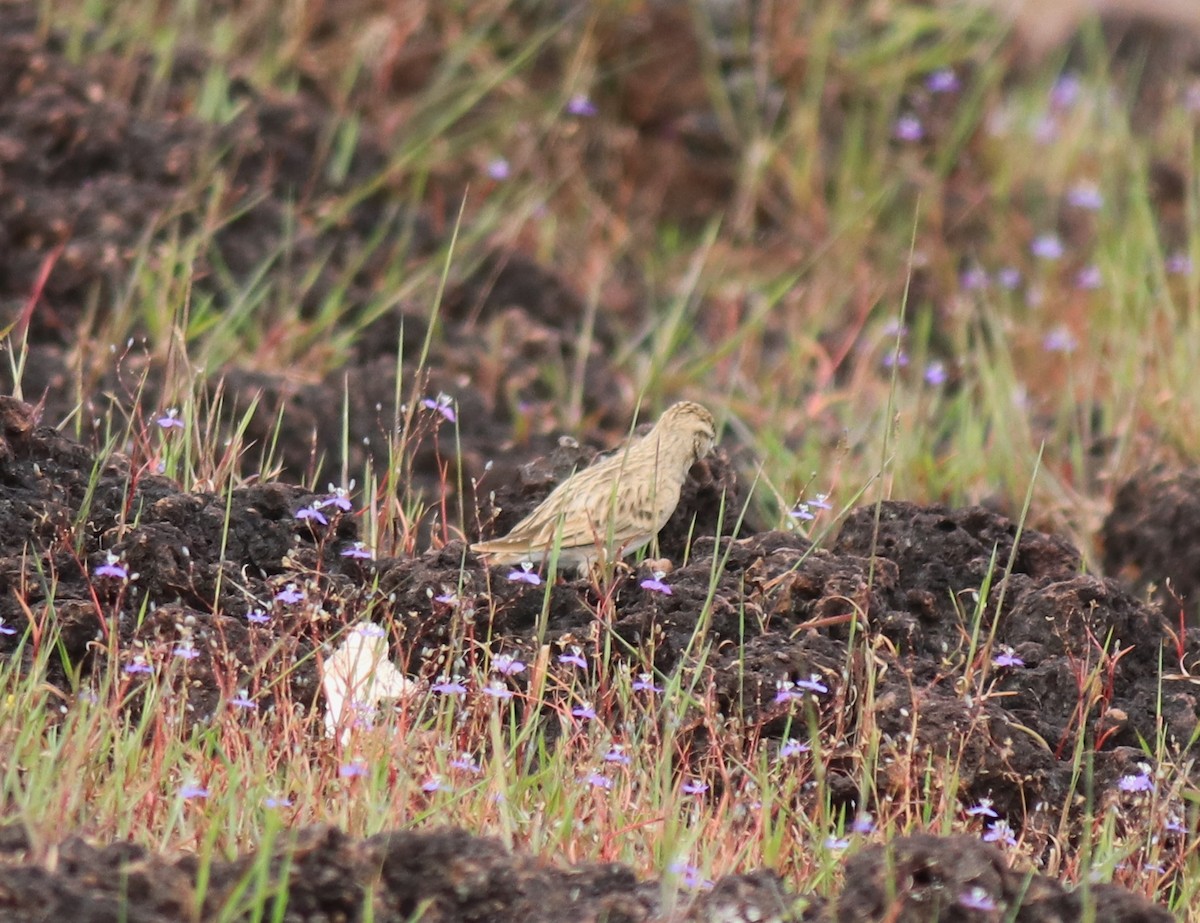 ヒメコウテンシ - ML650324354