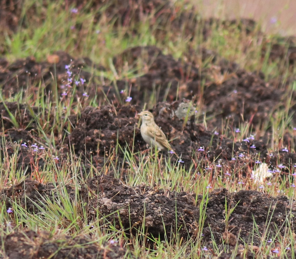 ヒメコウテンシ - ML650324355