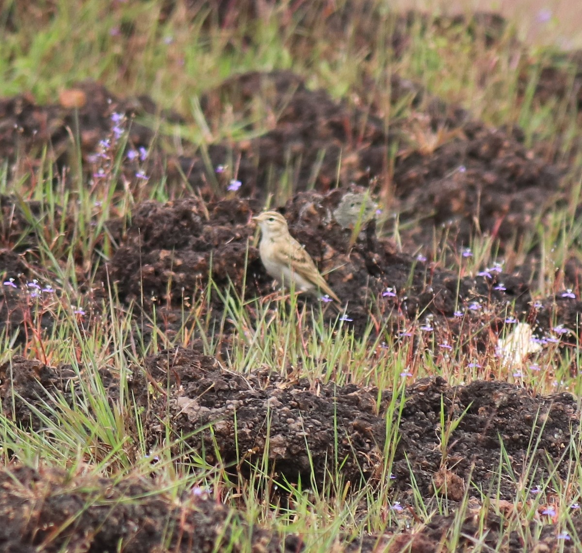 ヒメコウテンシ - ML650324356