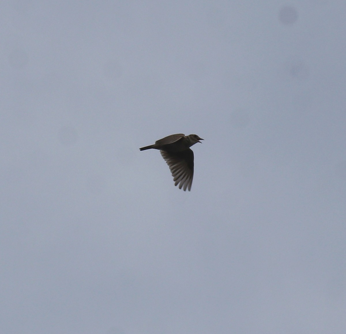 タイワンヒバリ - ML650324383