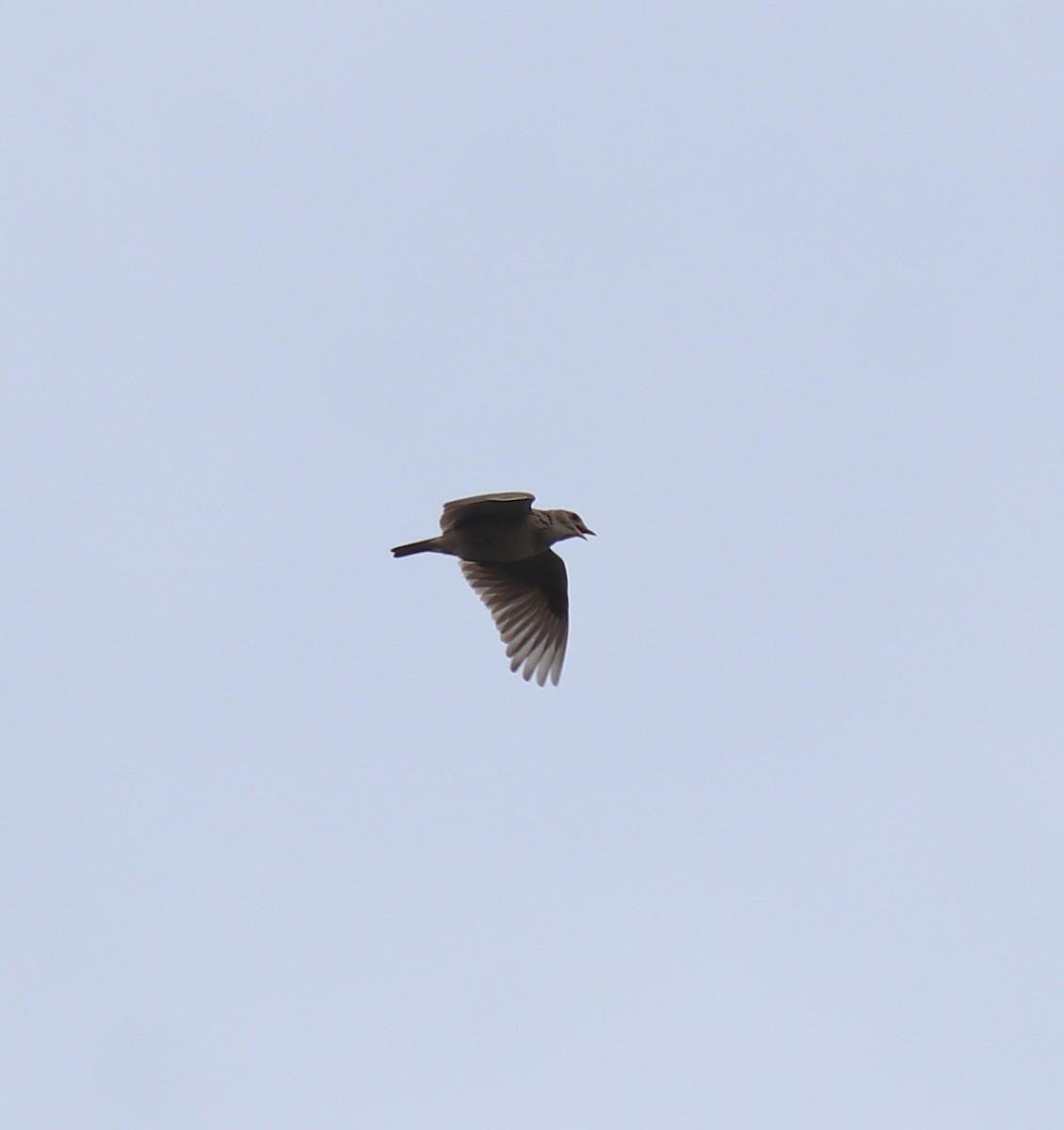 タイワンヒバリ - ML650324386