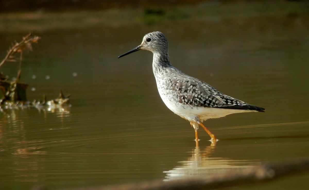 Lesser Yellowlegs - ML65032441