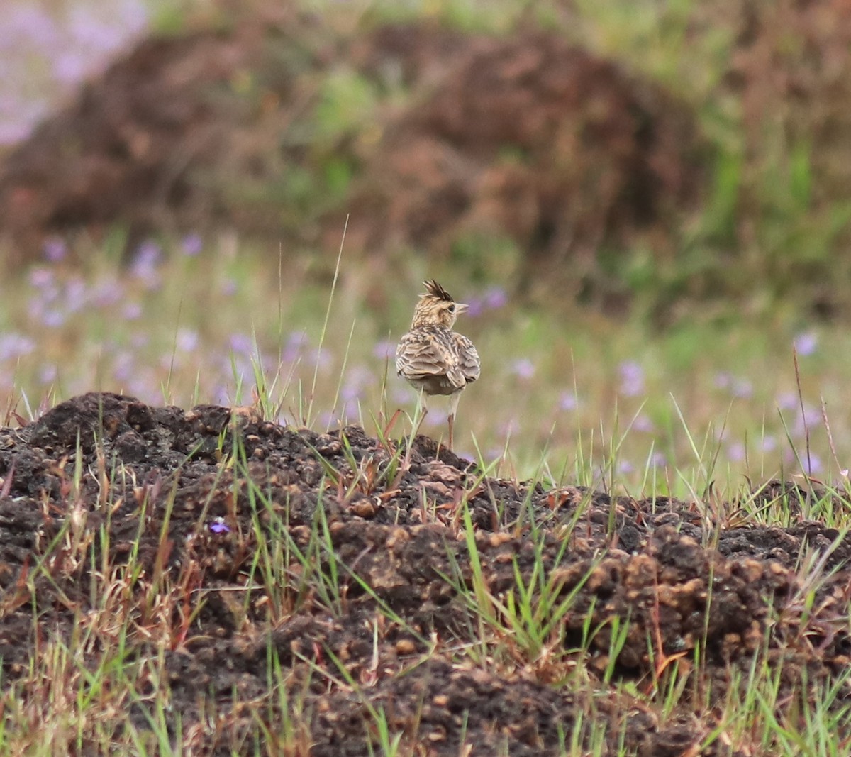 マラバルカンムリヒバリ - ML650324453