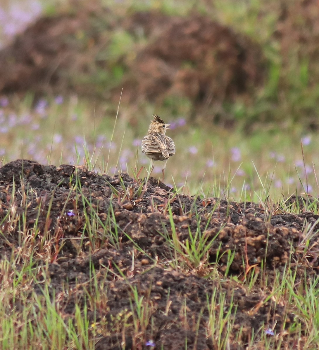 マラバルカンムリヒバリ - ML650324454