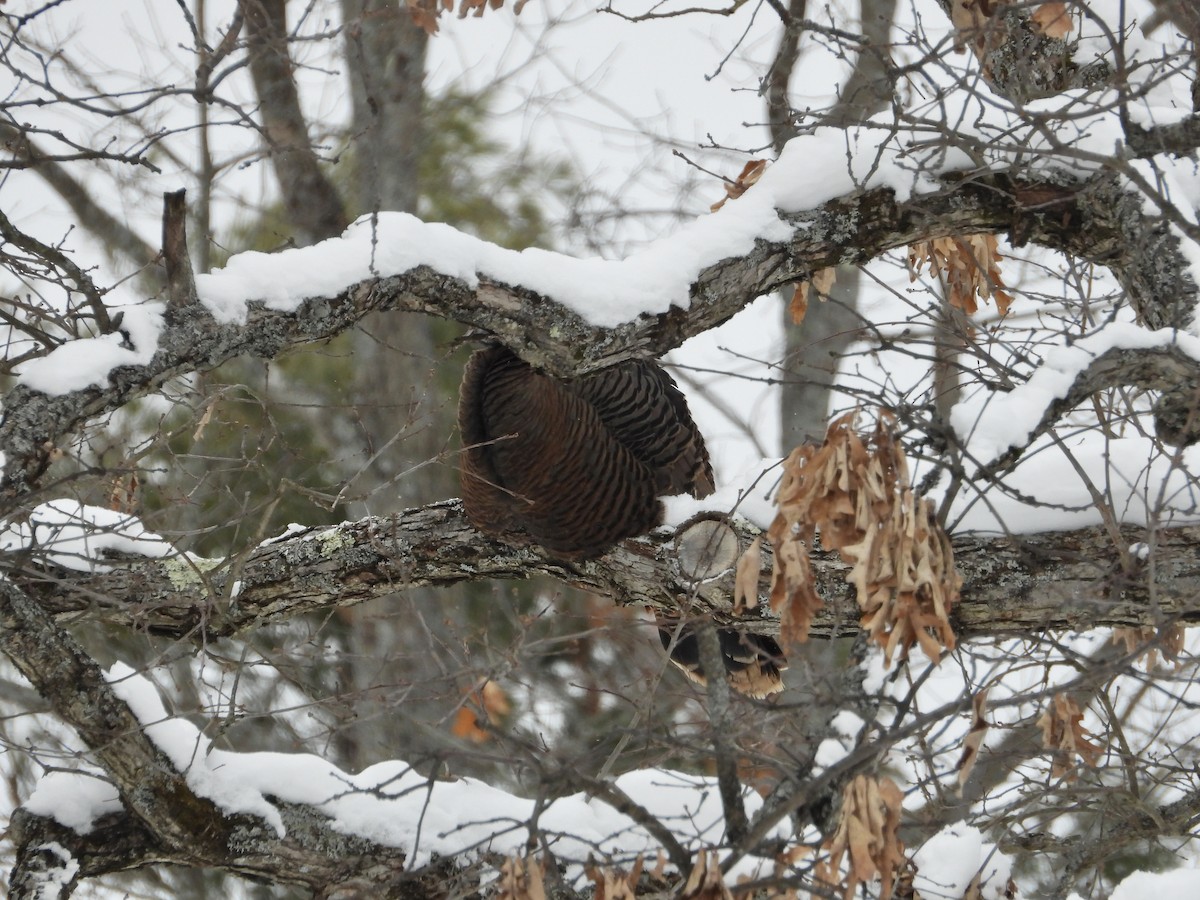 Wild Turkey - ML650324544