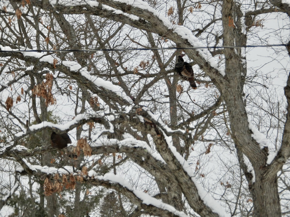 Wild Turkey - ML650324545