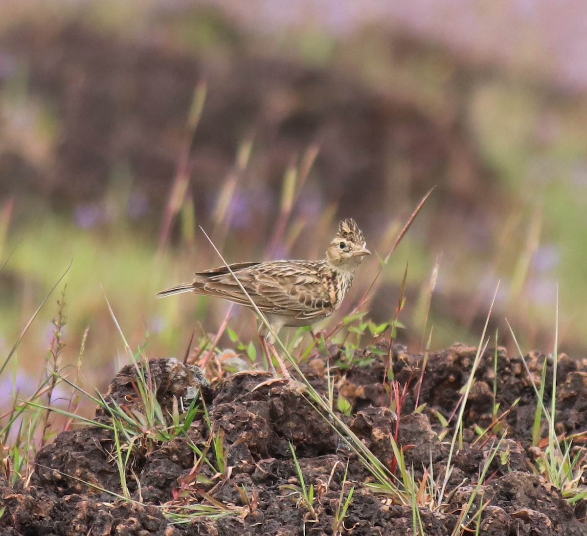 タイワンヒバリ - ML650324569