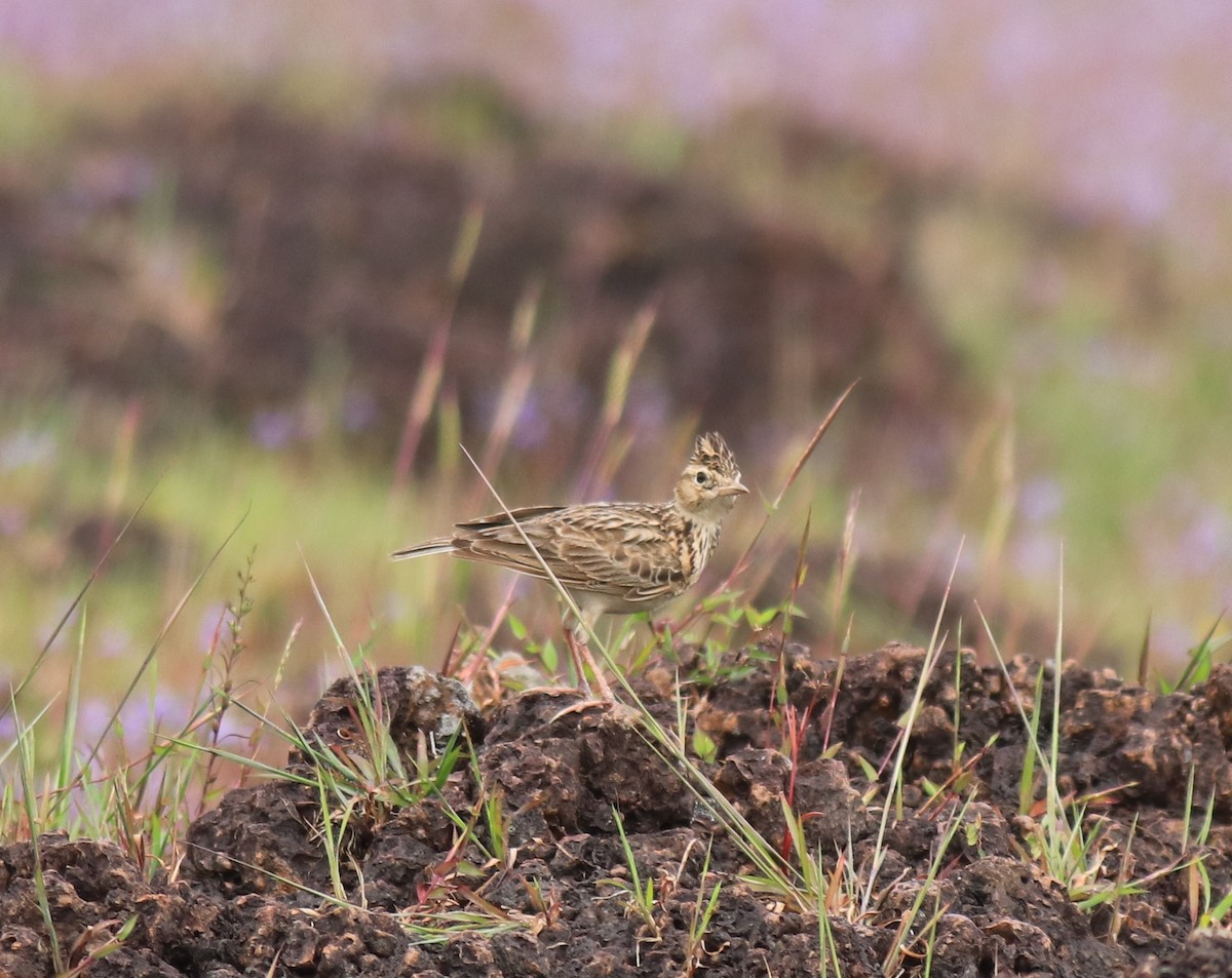 タイワンヒバリ - ML650324570