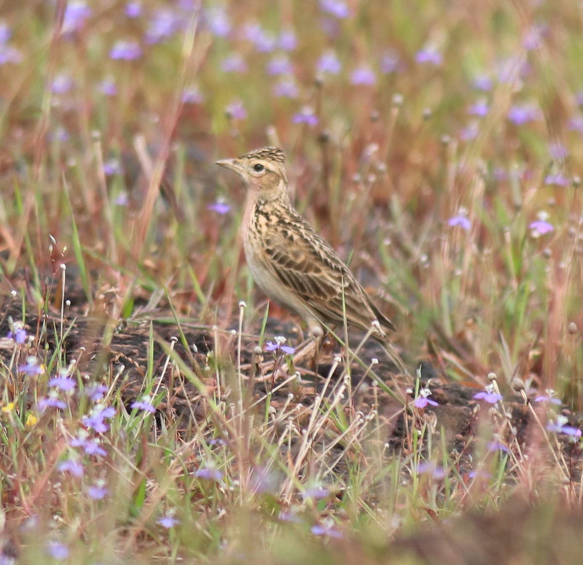 タイワンヒバリ - ML650324571