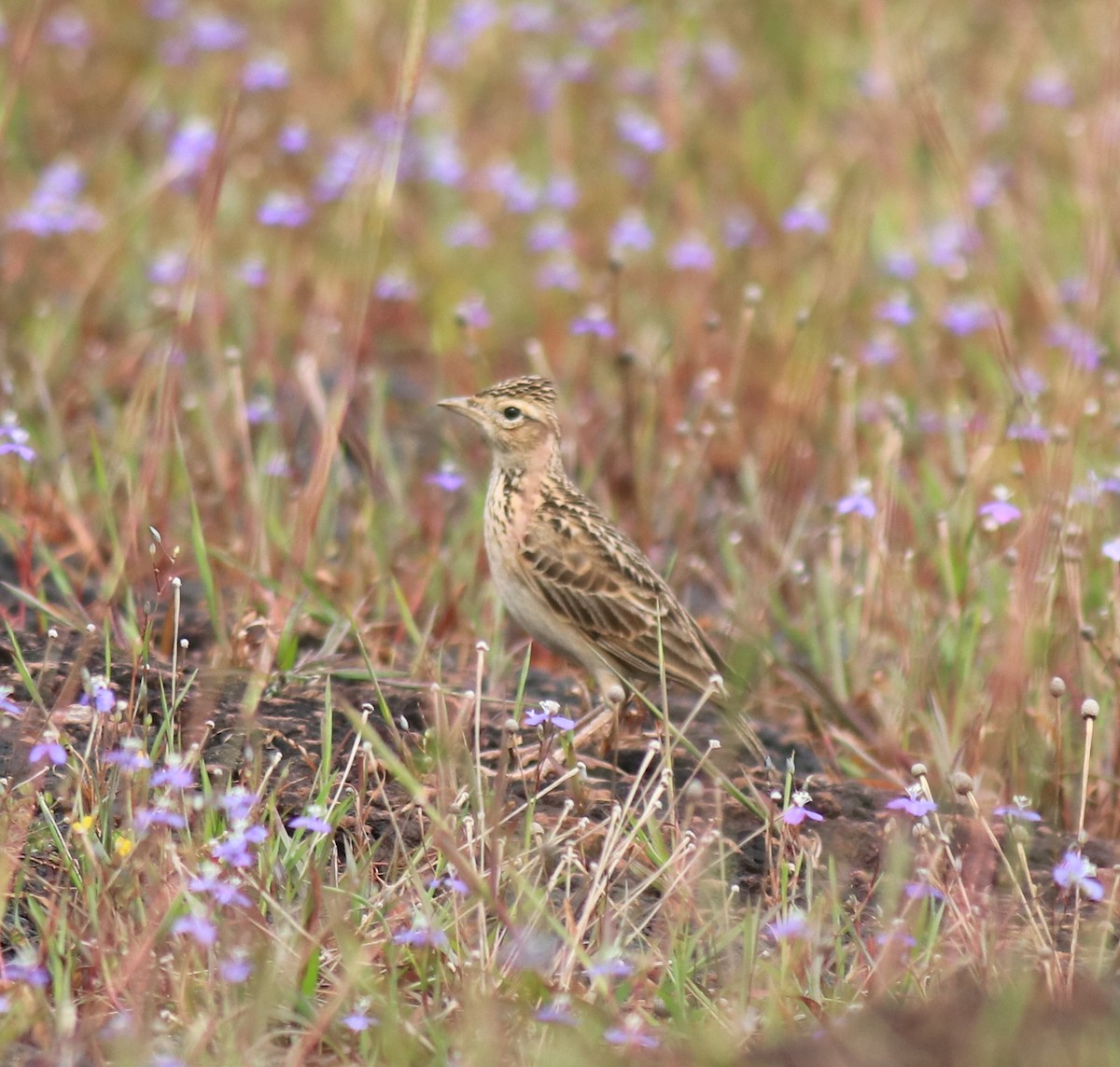 タイワンヒバリ - ML650324572