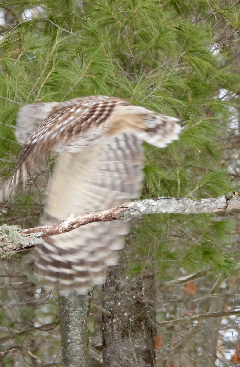 Barred Owl - ML650324600