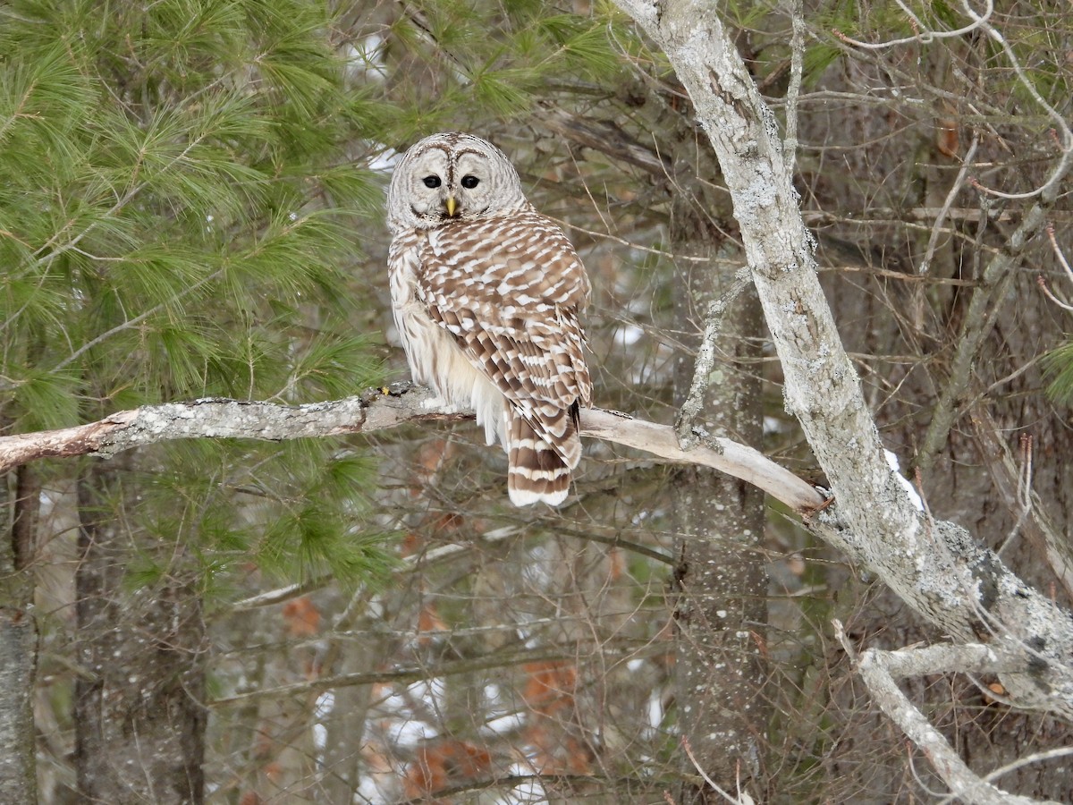 Barred Owl - ML650324601