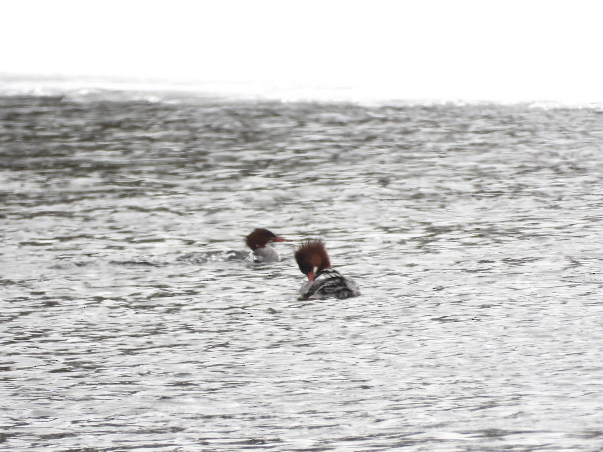 Common Merganser - ML650324622