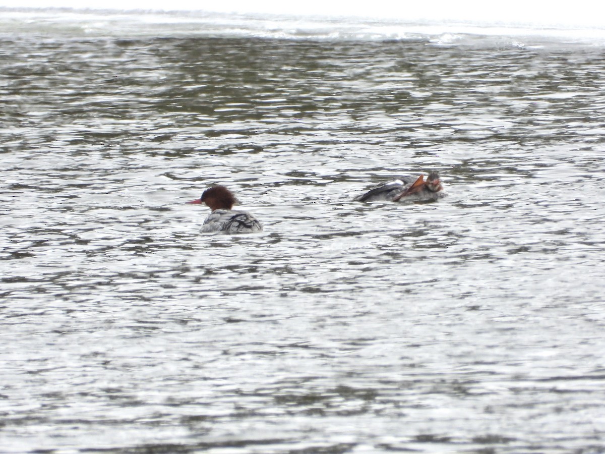 Common Merganser - ML650324623