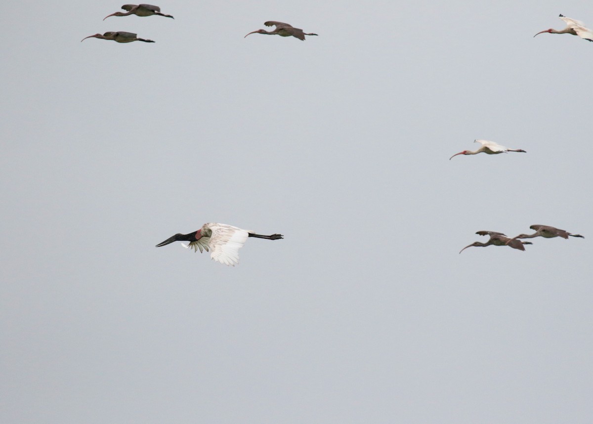 Jabiru - ML65032481