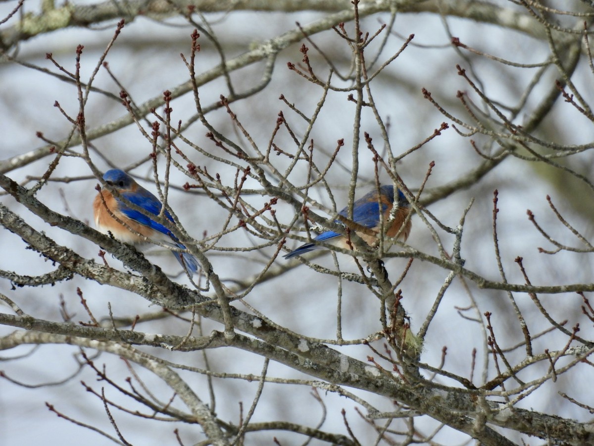 Doğulu Mavi Ardıç - ML650325003