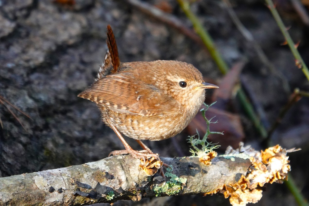 střízlík kanadský - ML650325015