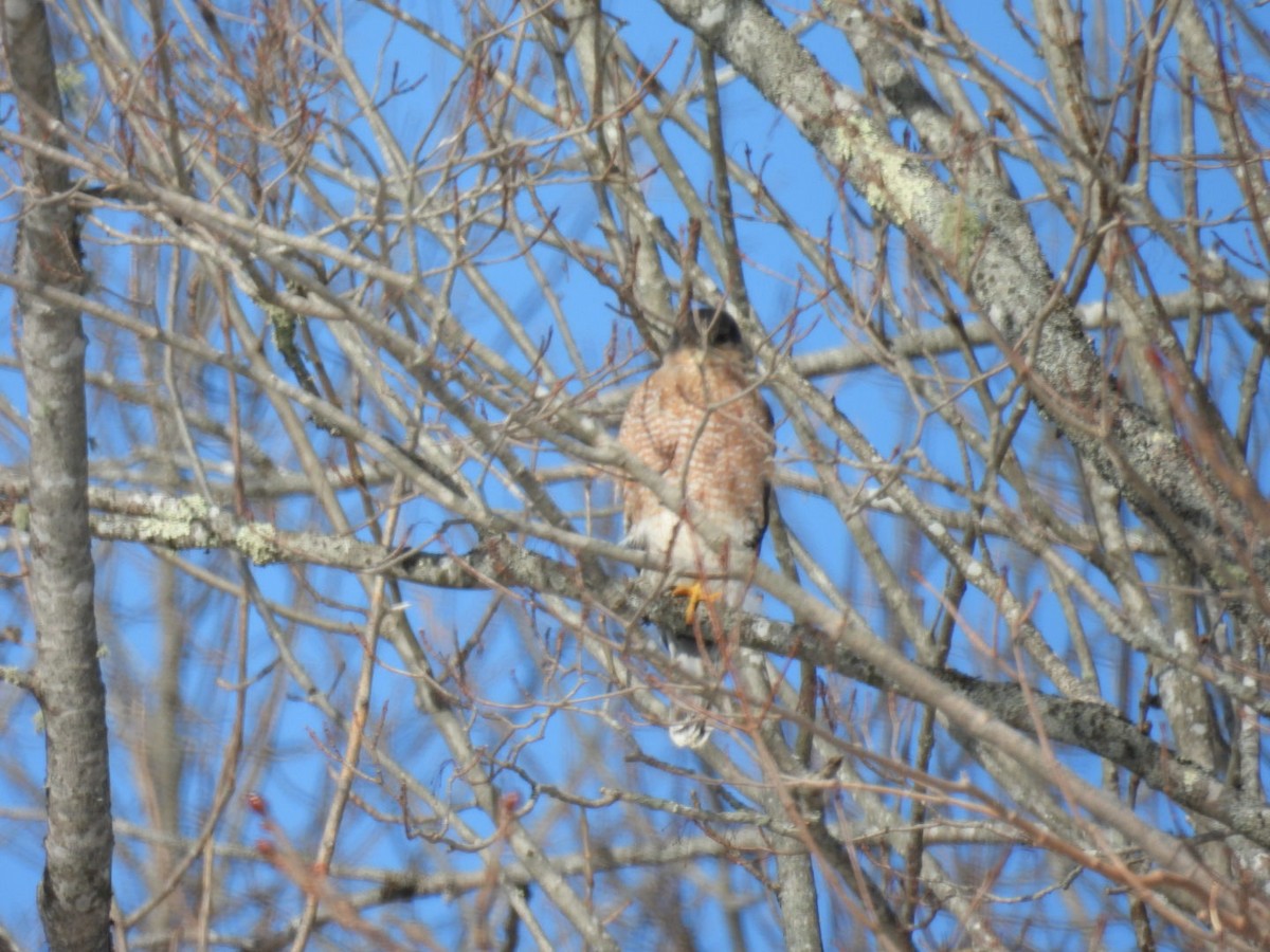 Cooper Atmacası - ML650325028