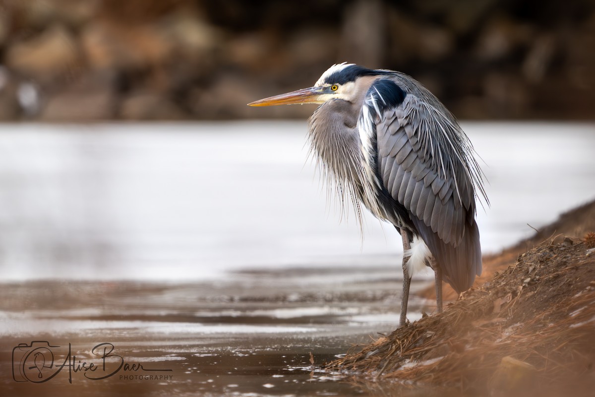 Grand Héron - ML650325237