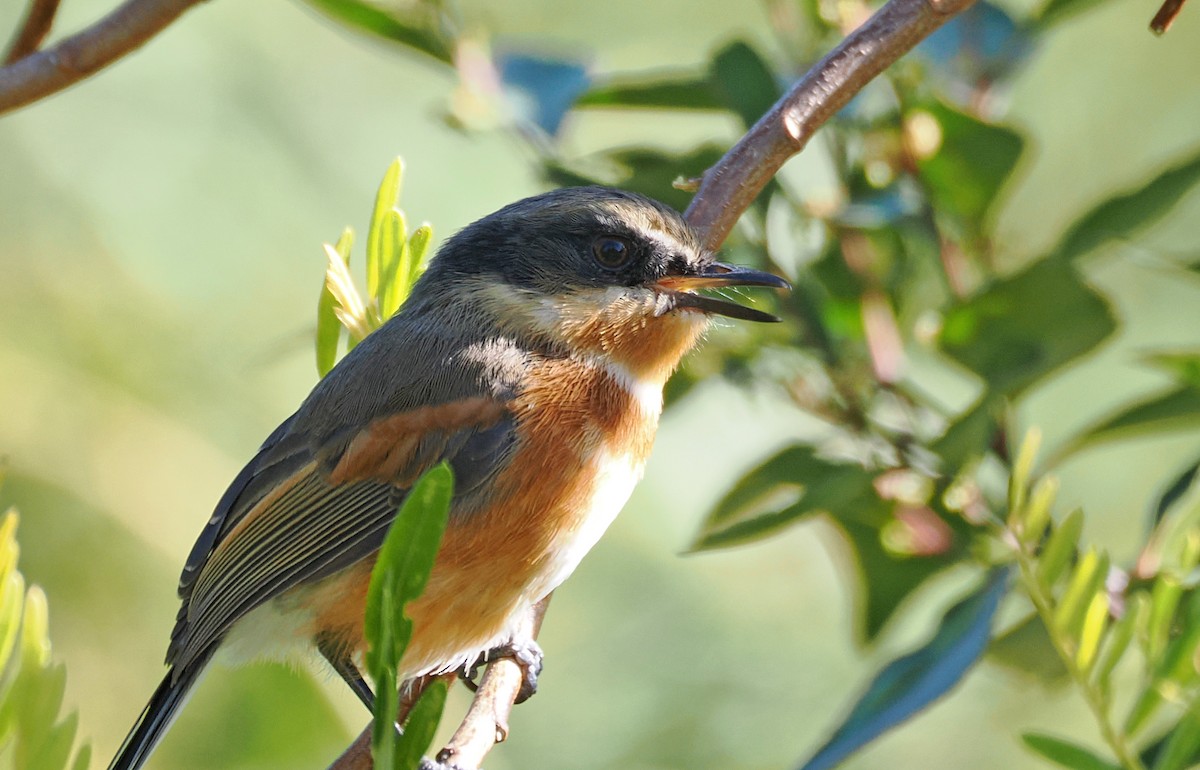 Cape Batis - ML650325566