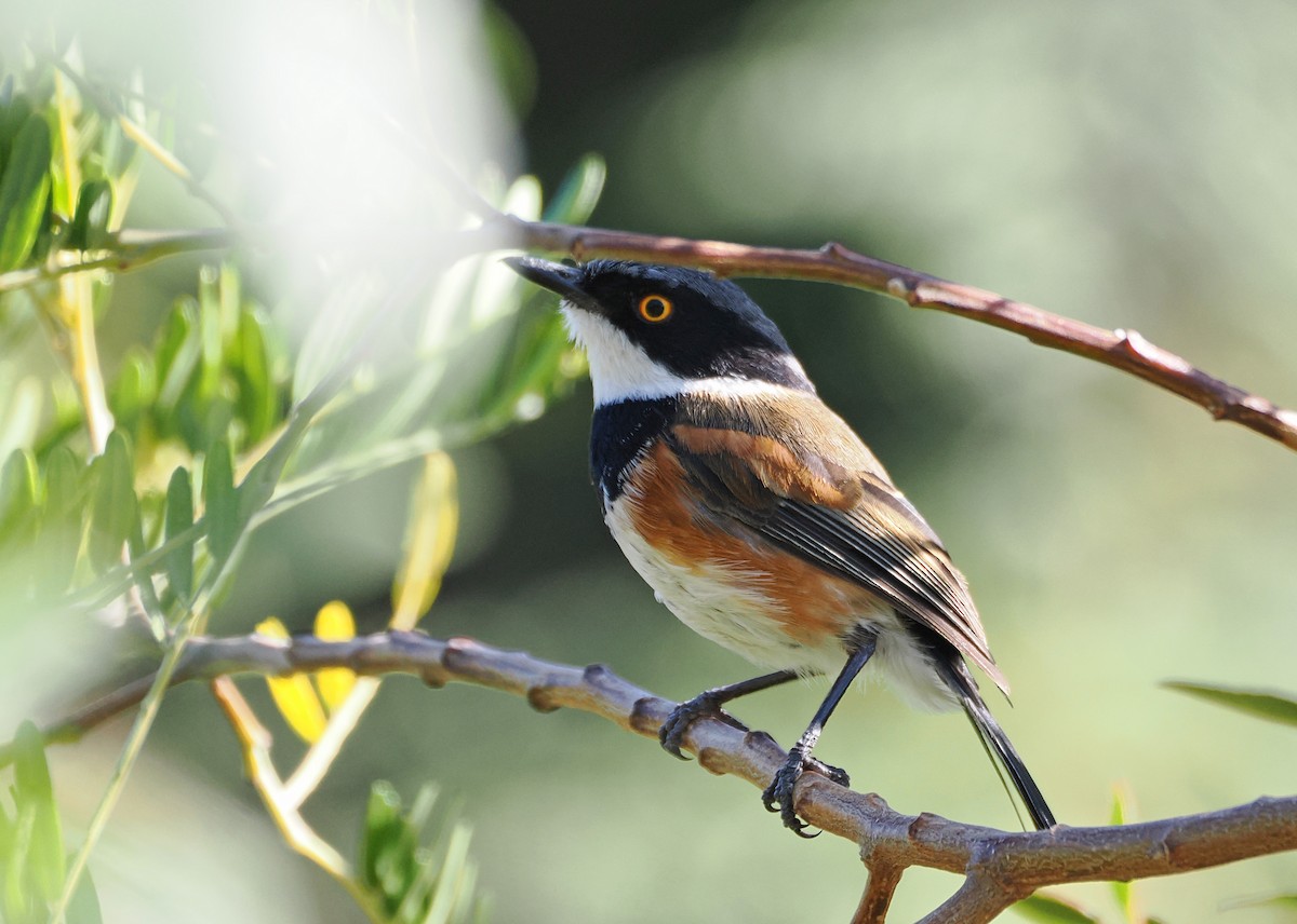 Cape Batis - ML650325567