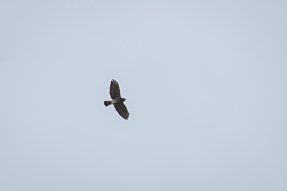 Busardo Aliancho - ML650325803