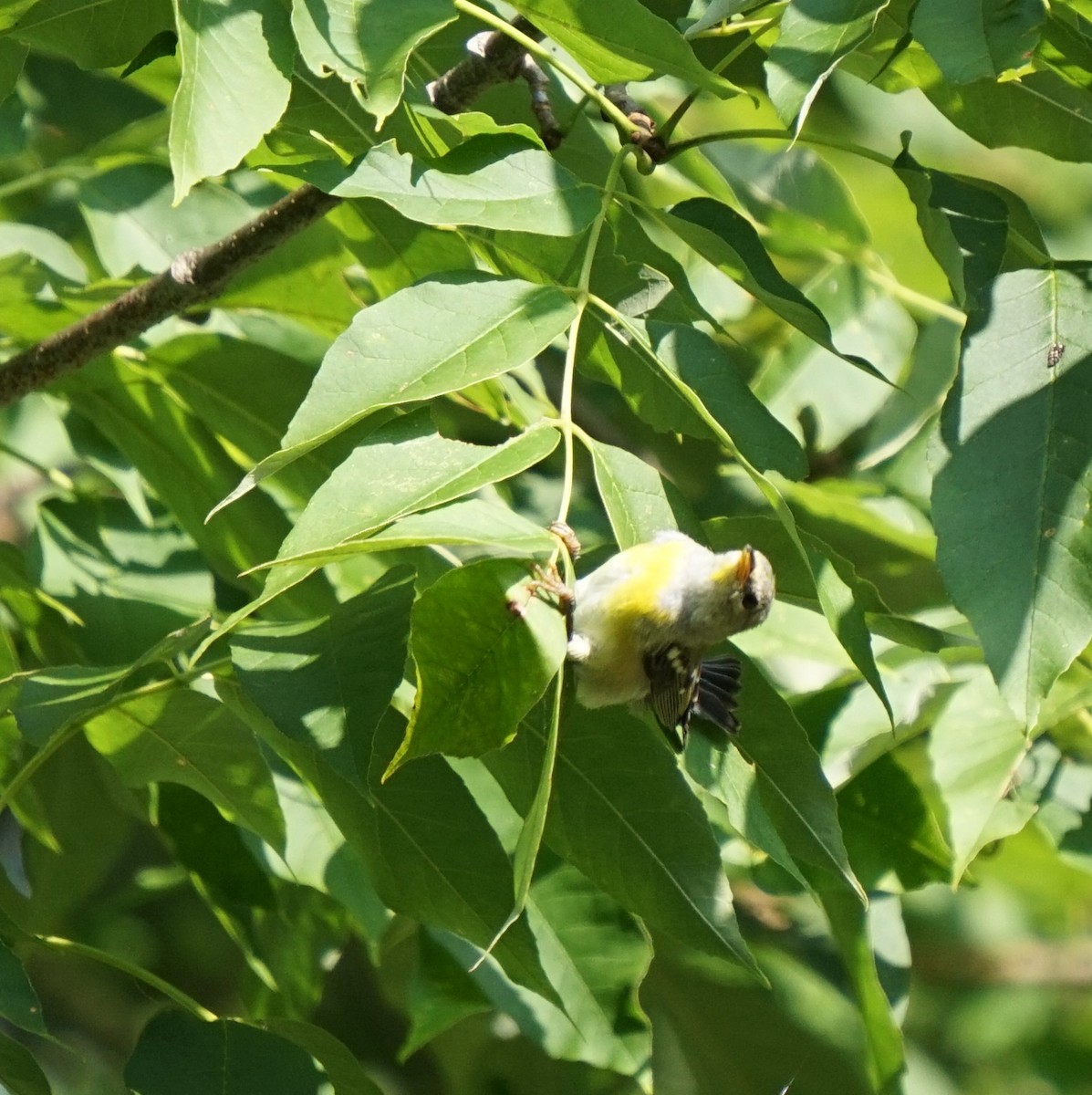 Northern Parula - ML650326312