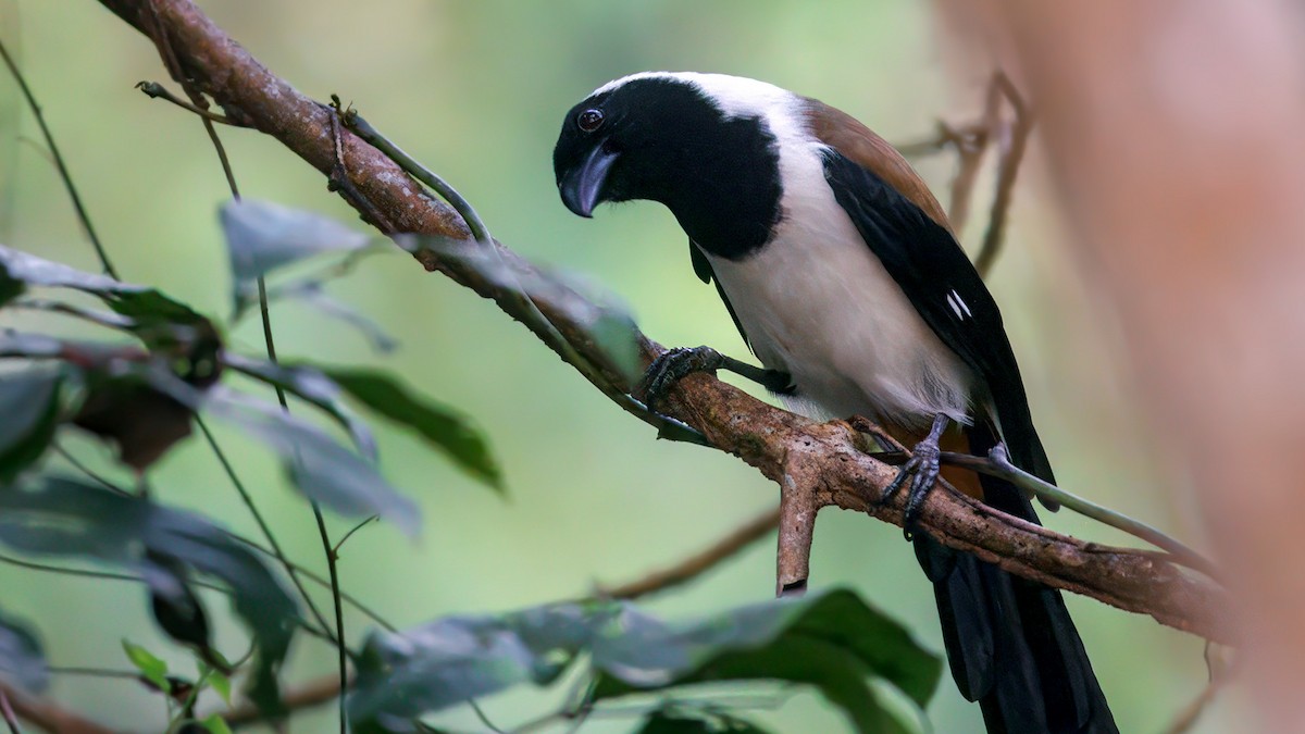 White-bellied Treepie - ML650326327