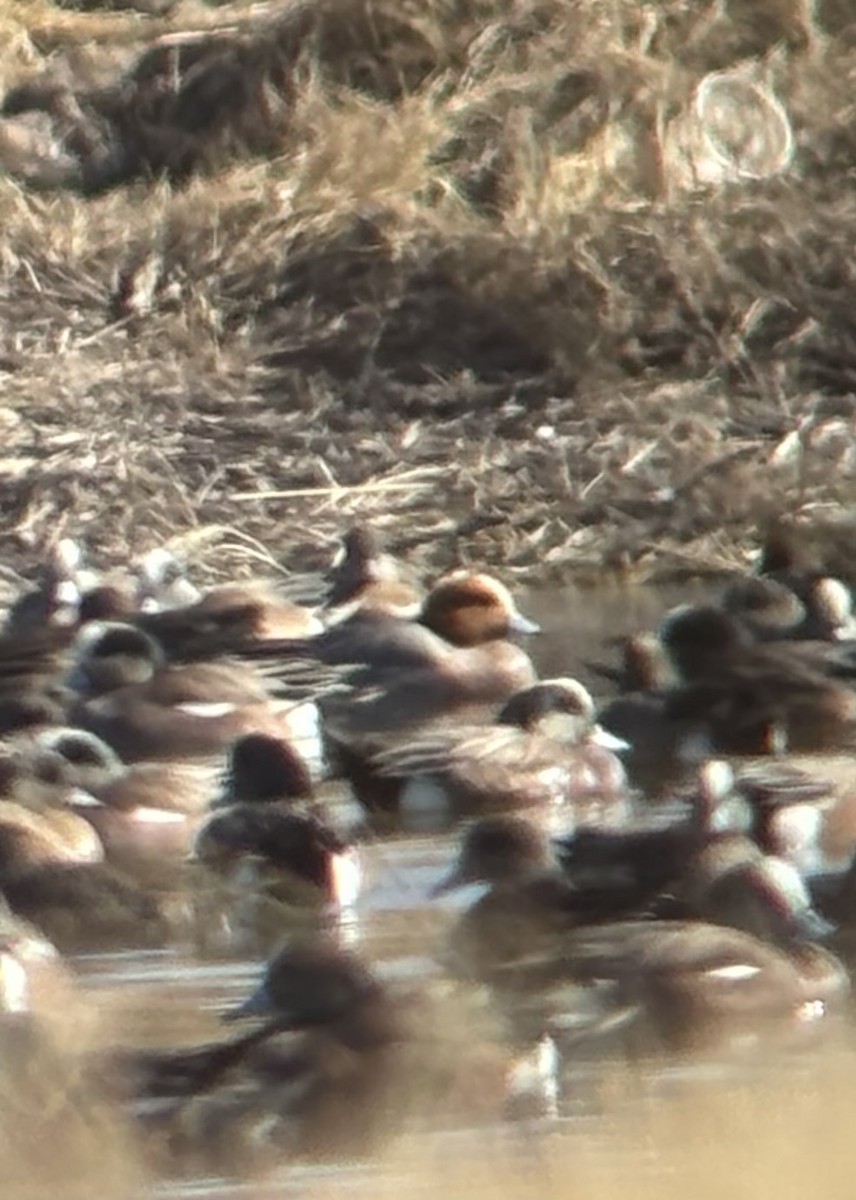 Eurasian Wigeon - ML650326375