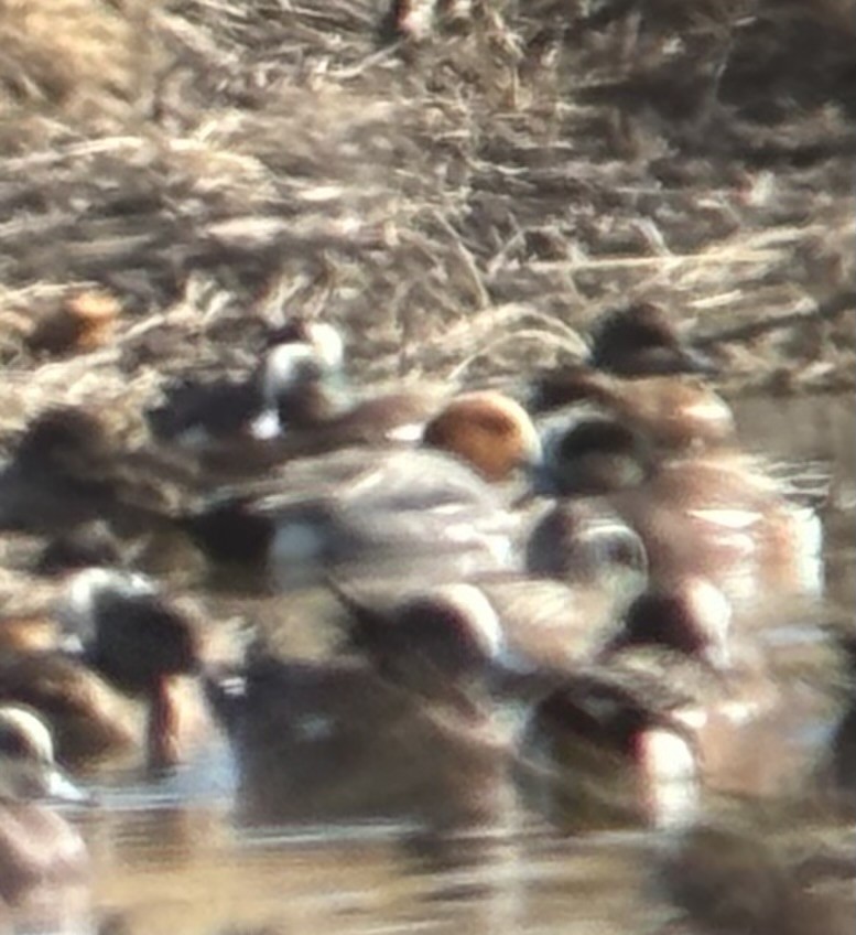 Eurasian Wigeon - ML650326376