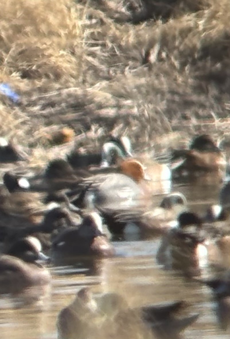 Eurasian Wigeon - ML650326377