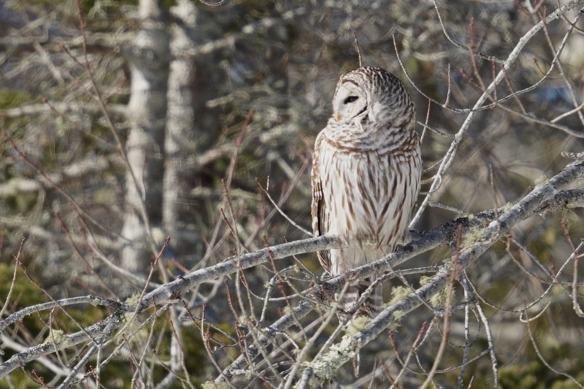 Çizgili Baykuş - ML650326621