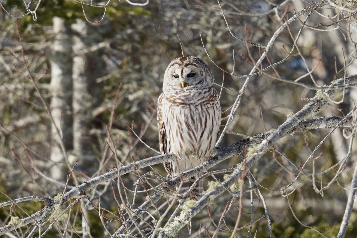 Çizgili Baykuş - ML650326635