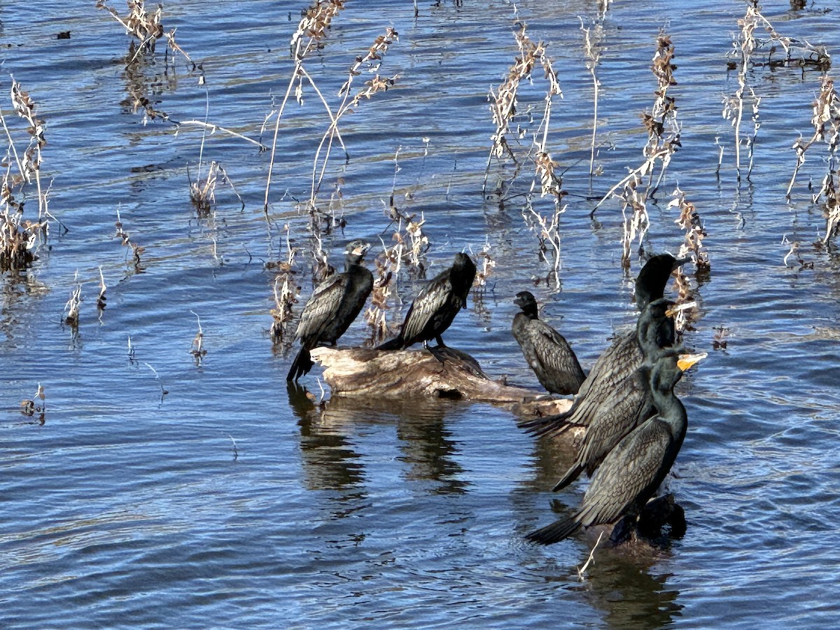 Неотропический баклан - ML650326685