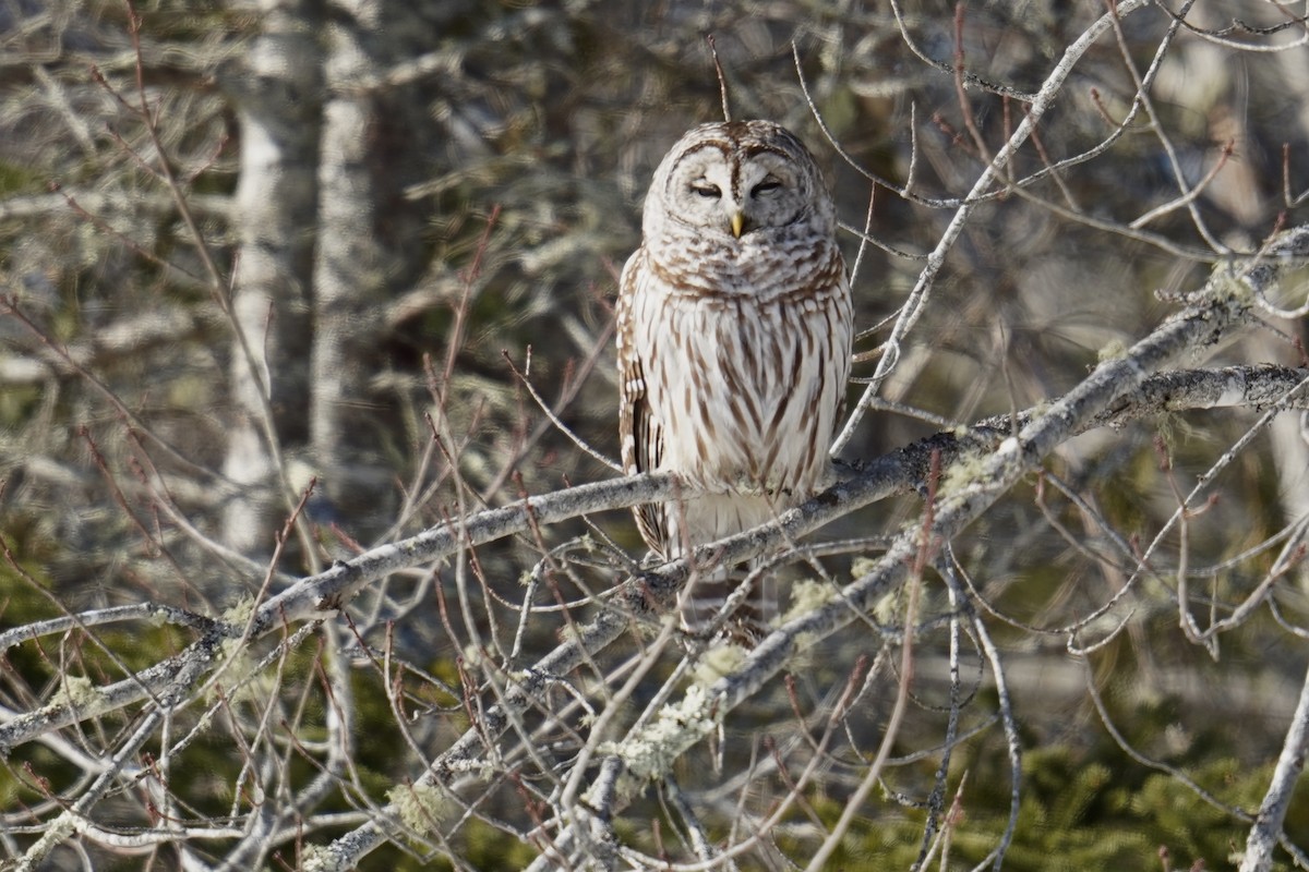 Çizgili Baykuş - ML650326698