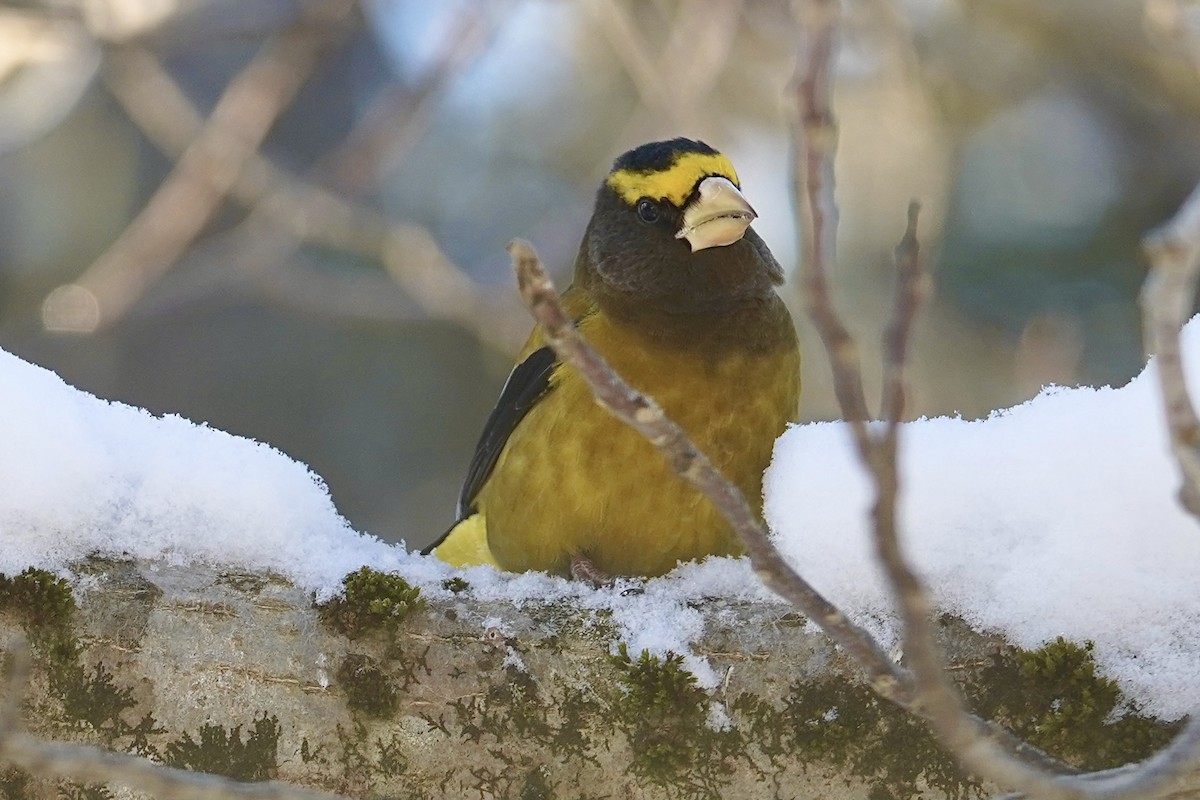 Sarı Kaşlı Kocabaş - ML650326913