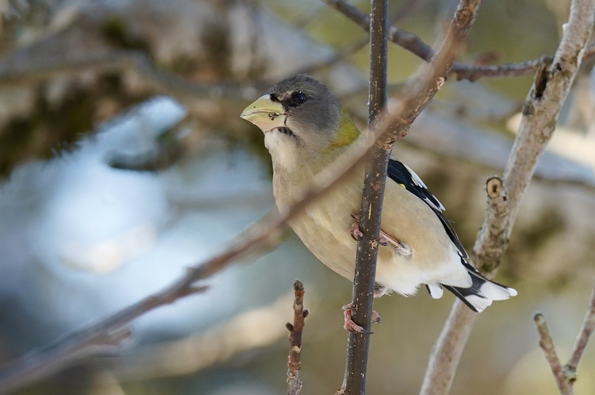 Sarı Kaşlı Kocabaş - ML650326914