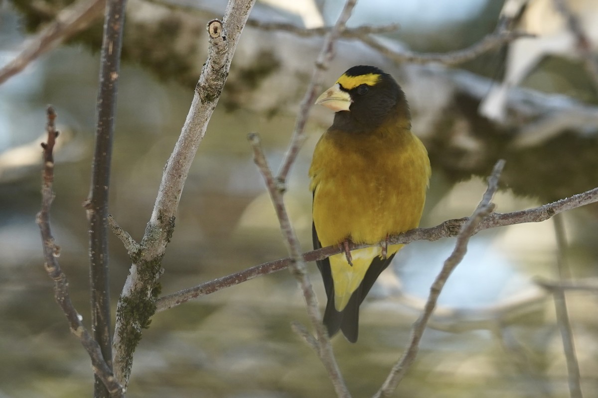 Sarı Kaşlı Kocabaş - ML650326915