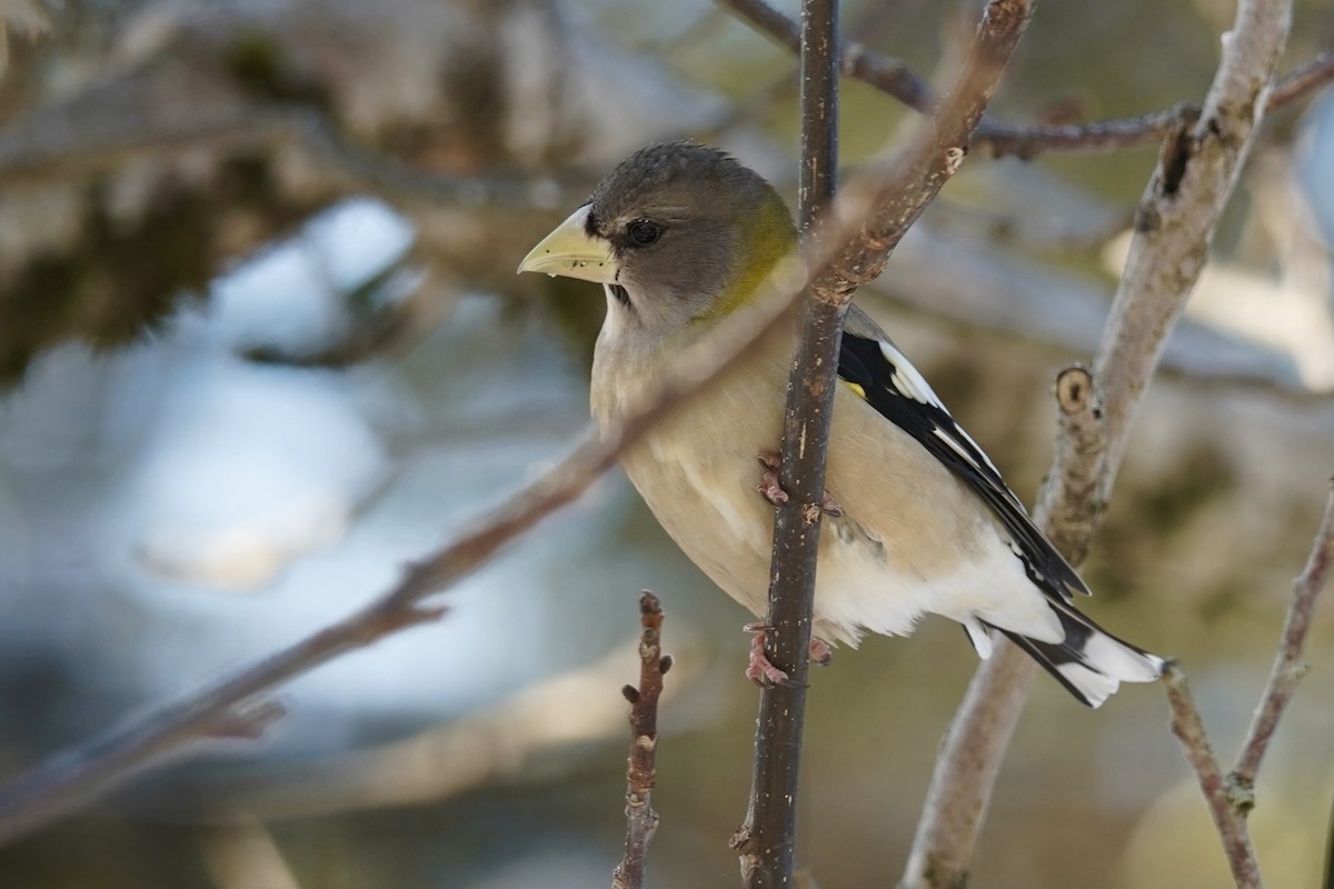 Sarı Kaşlı Kocabaş - ML650326916
