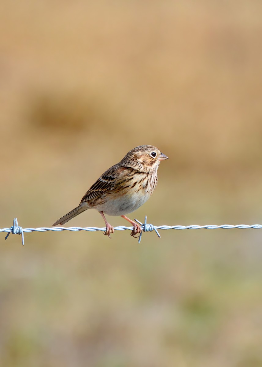 Пасовник польовий - ML650327409