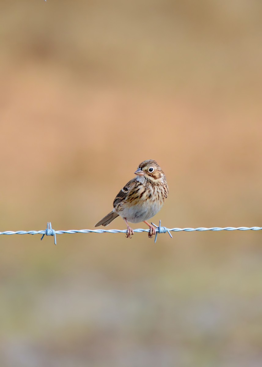 Пасовник польовий - ML650327411