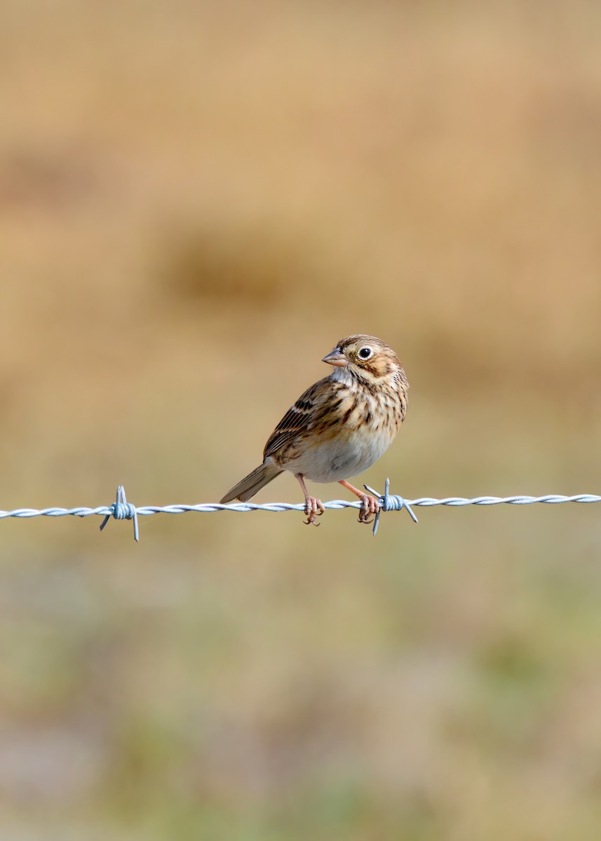 Пасовник польовий - ML650327412