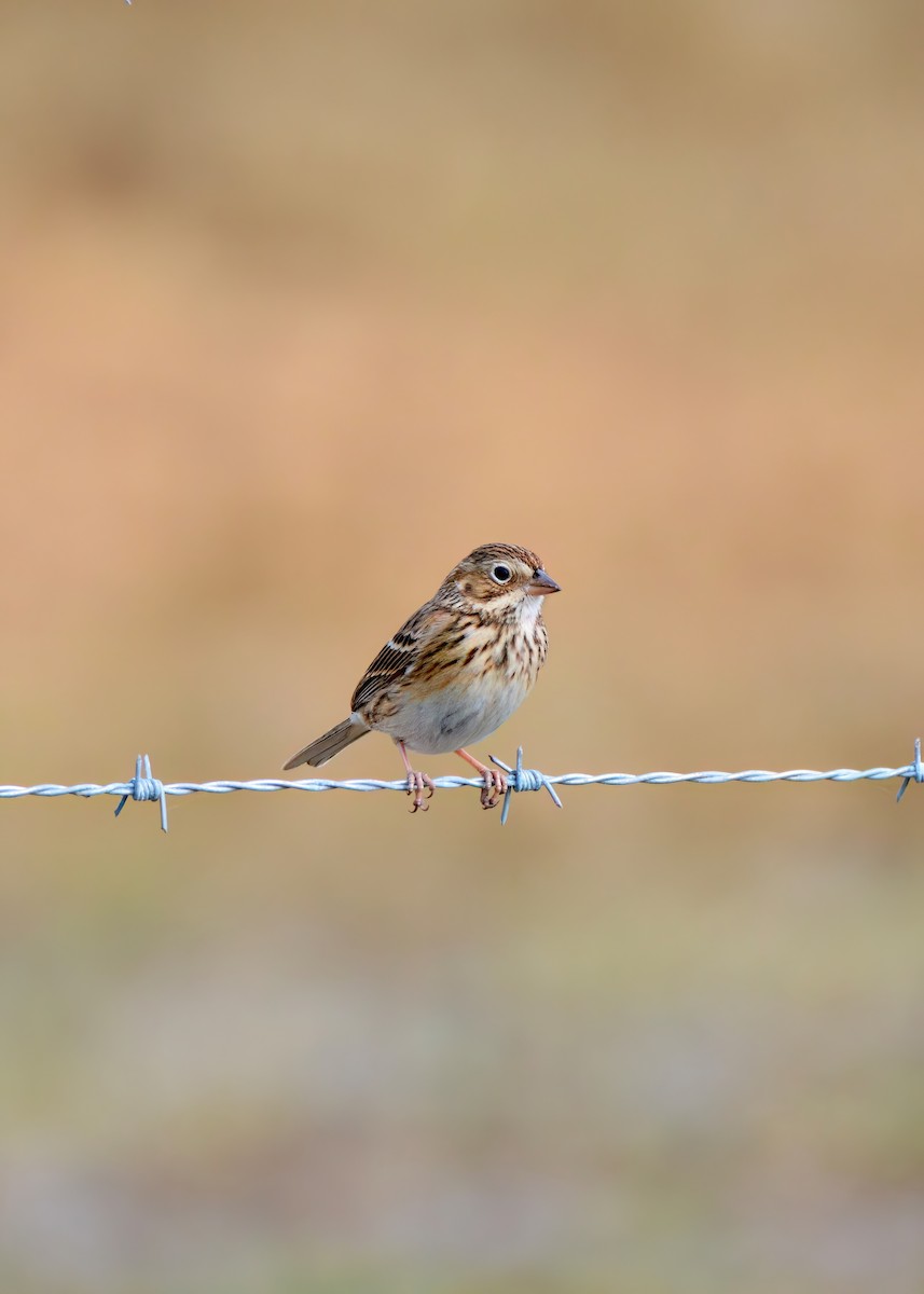 Пасовник польовий - ML650327413