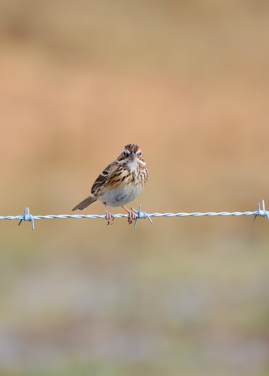 Пасовник польовий - ML650327414